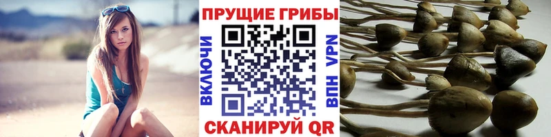 Галлюциногенные грибы прущие грибы  Кунгур 